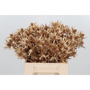 Eryn Orion Kl Bh Antiek Goud