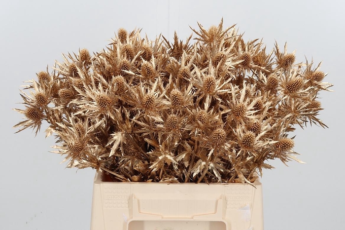 <h4>Eryn Orion Kl Bh Antiek Goud</h4>