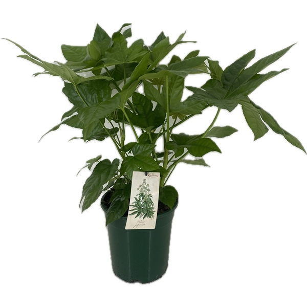 <h4>Fatsia japonica p21</h4>