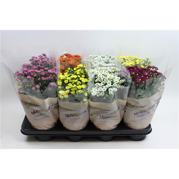 <h4>Chysanthemum Indicum Madiba mix</h4>