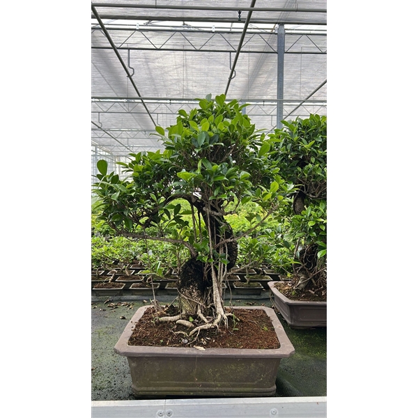 <h4>Ficus retusa, pot 47cm. (single item)</h4>