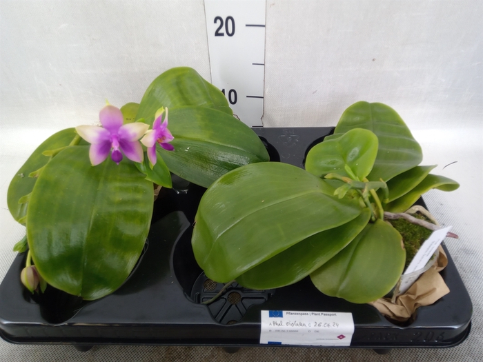 <h4>Phalaenopsis   ...</h4>