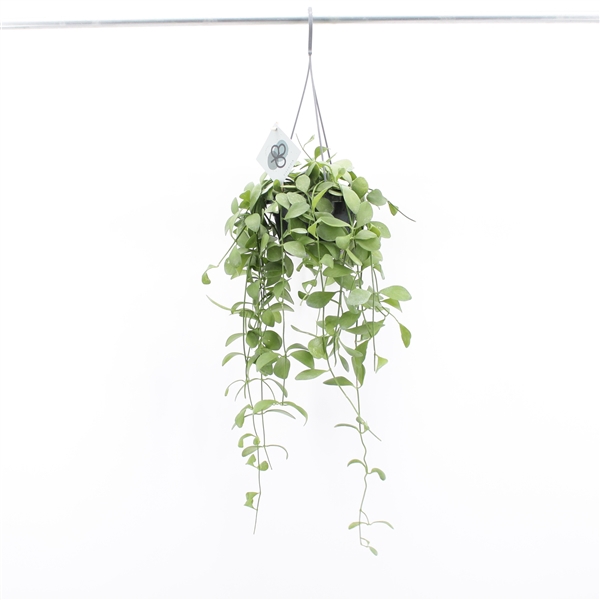 <h4>Dischidia Oiantha Hang</h4>