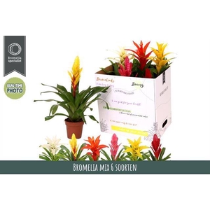 BROMELIA GEM 6 SRT