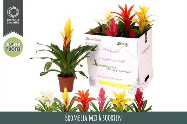 <h4>BROMELIA GEM 6 SRT</h4>