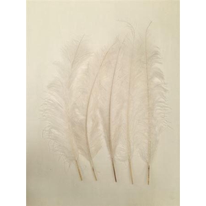 Feathers Ostrich 55cm 5pcs Bleached