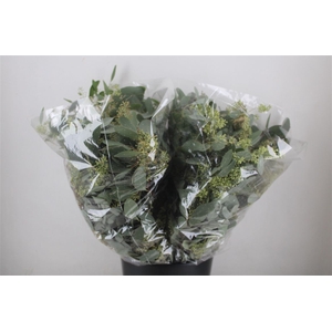 Euca Populus Berry 200gr It X20 P Bunch