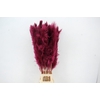 DF Pampas 130cm Bordeaux