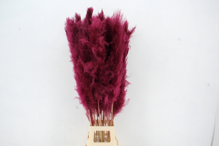 DF Pampas 130cm Bordeaux