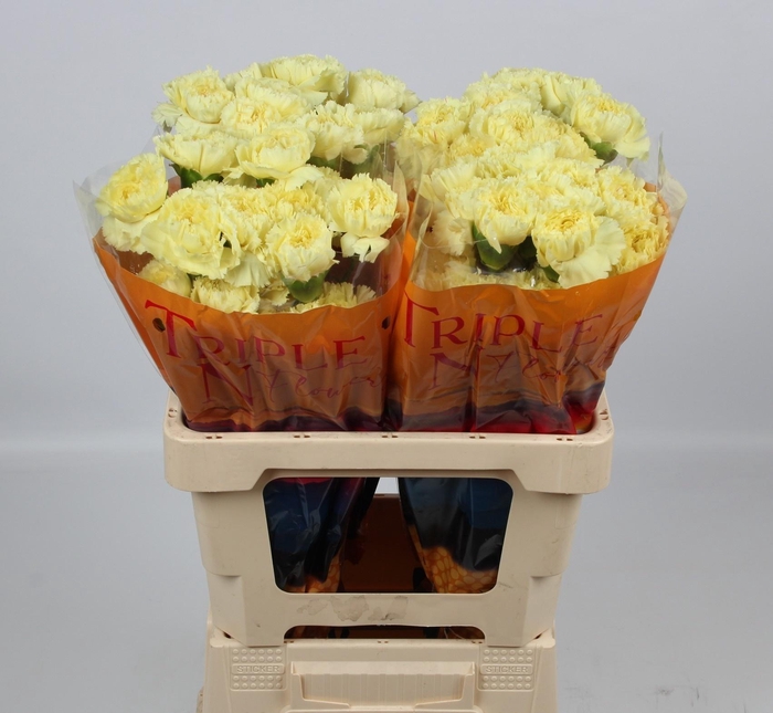 <h4>DI ST LUIZA</h4>