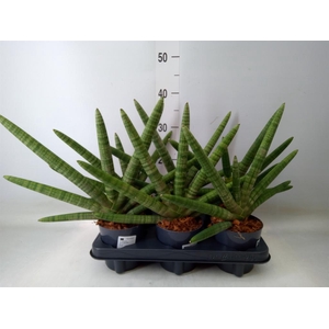 Sansevieria cyl. 'Skyline'