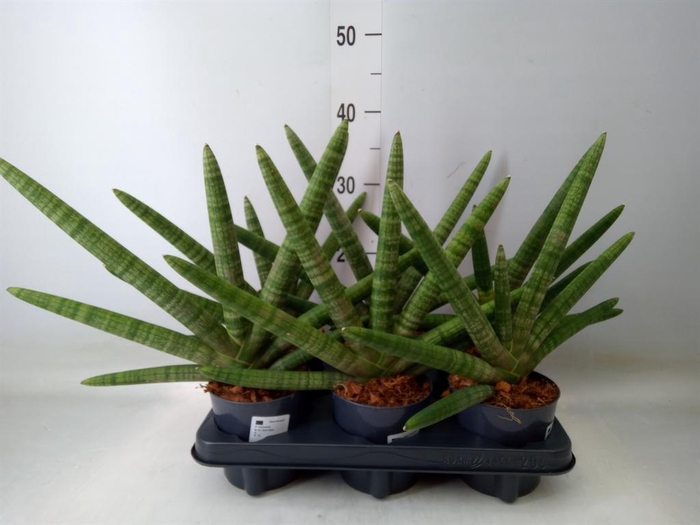 <h4>Sansevieria cyl. 'Skyline'</h4>