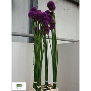 Allium Ov
