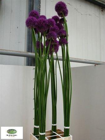 <h4>Allium Ov</h4>
