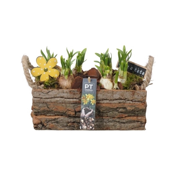 <h4>PTN5134 Arrangement Narcis in hout kist</h4>