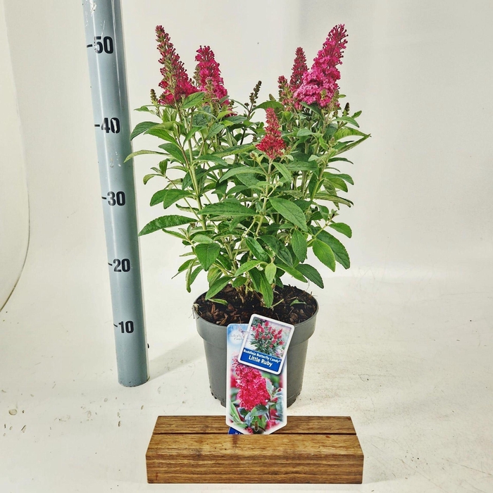 <h4>Buddleja Butterfly Candy Little Rub</h4>