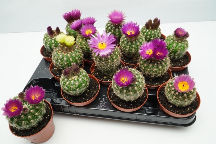 <h4>CACTUS BLOEIEND GEM</h4>