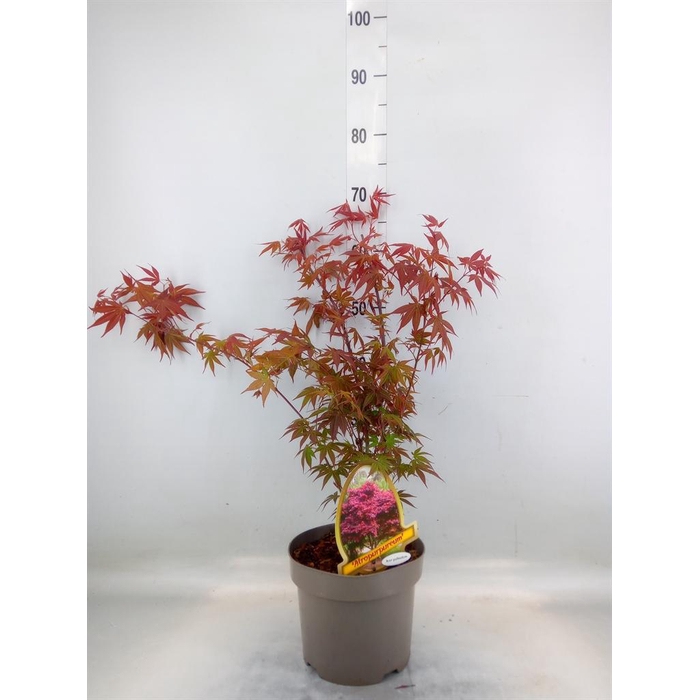 <h4>Acer palmatum</h4>