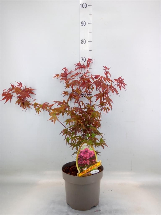<h4>Acer palmatum</h4>