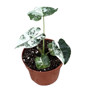 Alocasia Micholitziana Frydek variegata