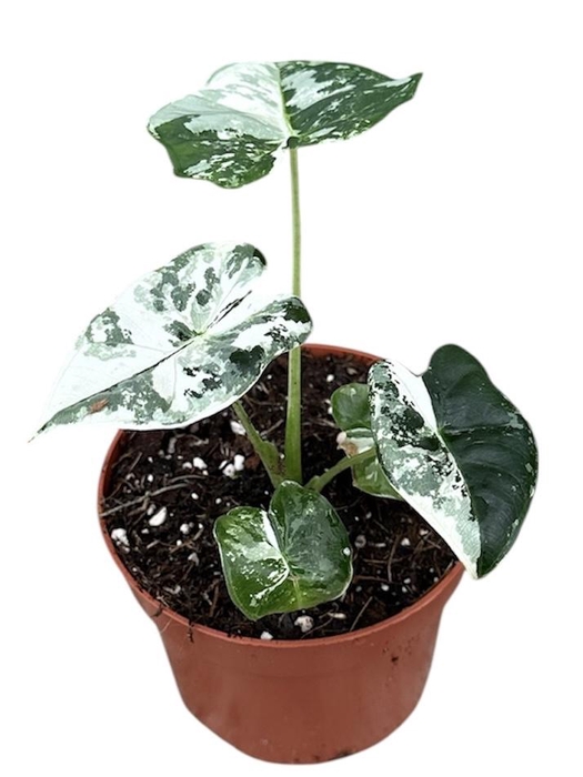 <h4>Alocasia Micholitziana Frydek variegata</h4>