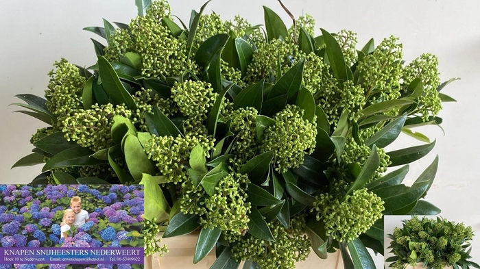 <h4>SKIM C KEW GREEN BS</h4>