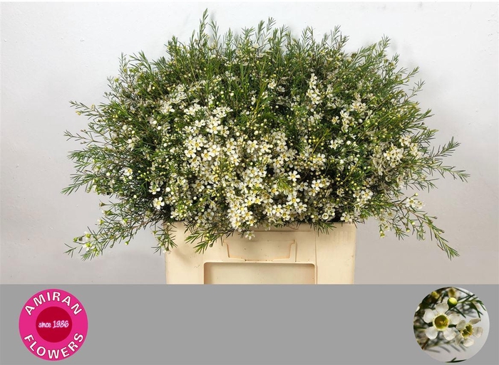 <h4>CHAME UN WHITE STAR</h4>