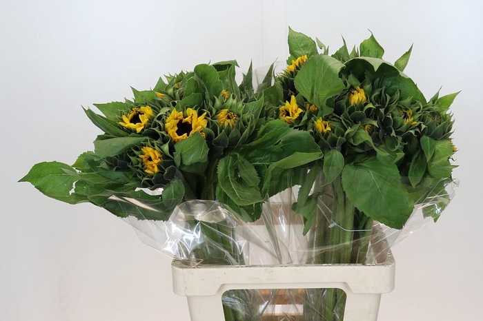 Helianthus Orange Fire