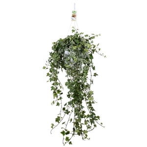 Hedera Helix hangpot