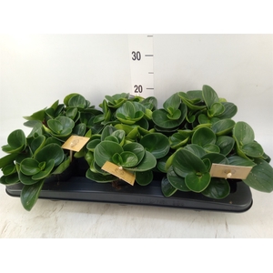 Peperomia obt. 'Red Canyon'