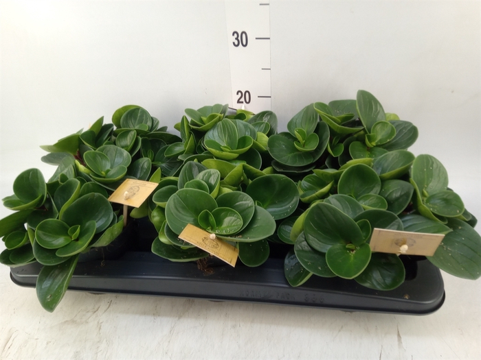 <h4>Peperomia obt. 'Red Canyon'</h4>