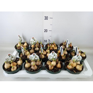 Galanthus nivalis   ...in pot