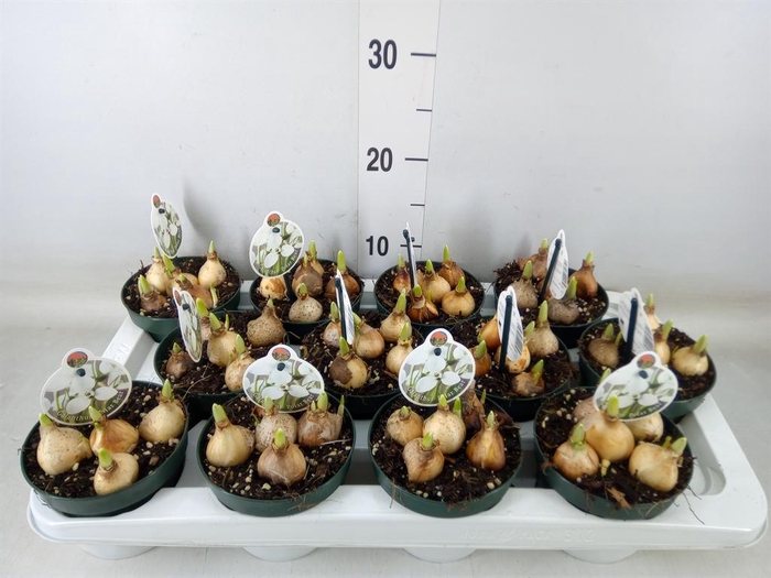 <h4>Galanthus nivalis   ...in pot</h4>