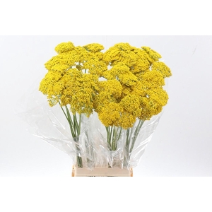 Achilea Parker Variery