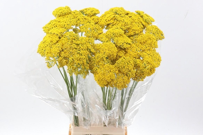 <h4>Achilea Parker Variery</h4>