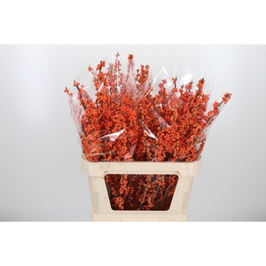 Ilex Ve Winter Gold