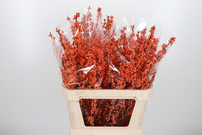 <h4>Ilex Ve Winter Gold</h4>