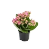 KALANCHOE DOBRADO MINI P06 ROSA