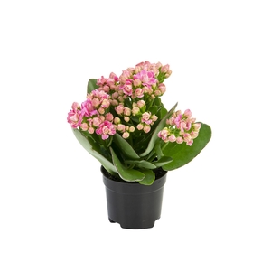 KALANCHOE DOBRADO MINI P06 ROSA