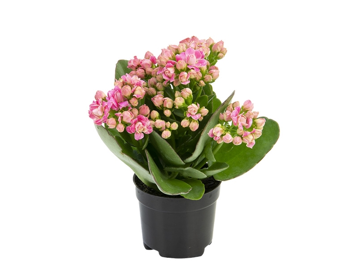 KALANCHOE DOBRADO MINI P06 ROSA