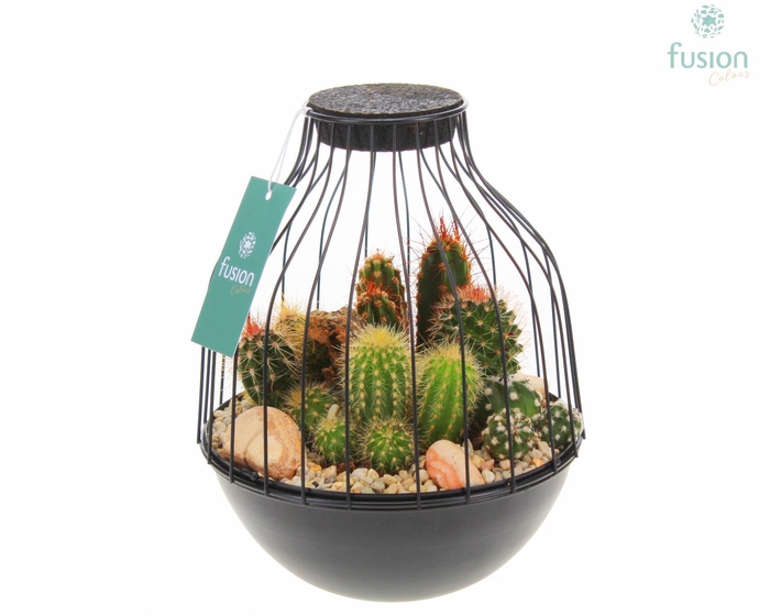 <h4>Vogelkooi metaal zwart Medium met Cactussen</h4>