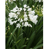 Agapanthus africanus