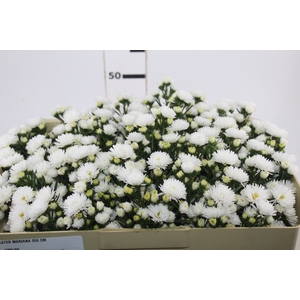 ASTER MARIANA 050 CM