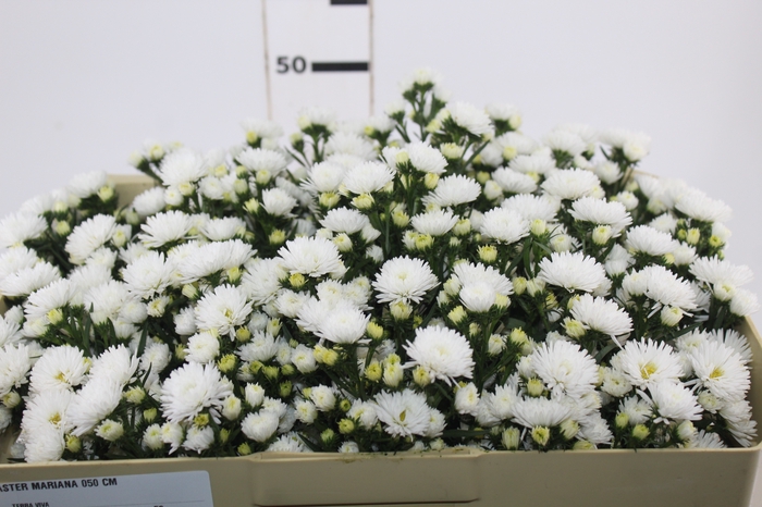 <h4>ASTER MARIANA 050 CM</h4>
