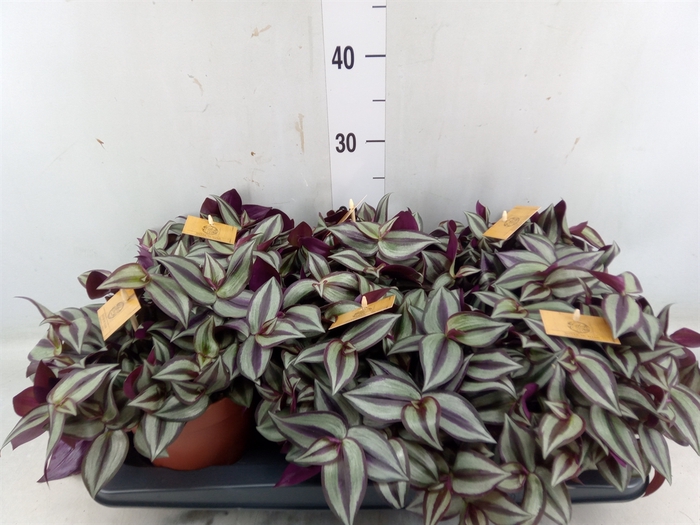 <h4>Tradescantia zebr. 'Purpusii'</h4>