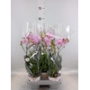 Phalaenopsis   ...mix