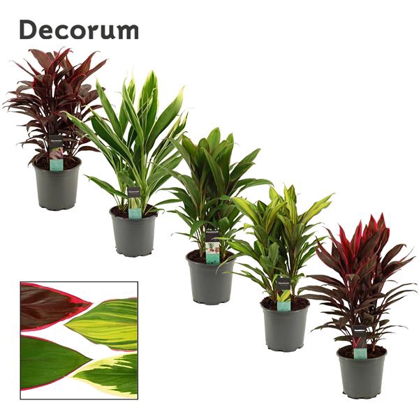 <h4>Cordyline Gemengd Toef 19 cm (Decorum)</h4>