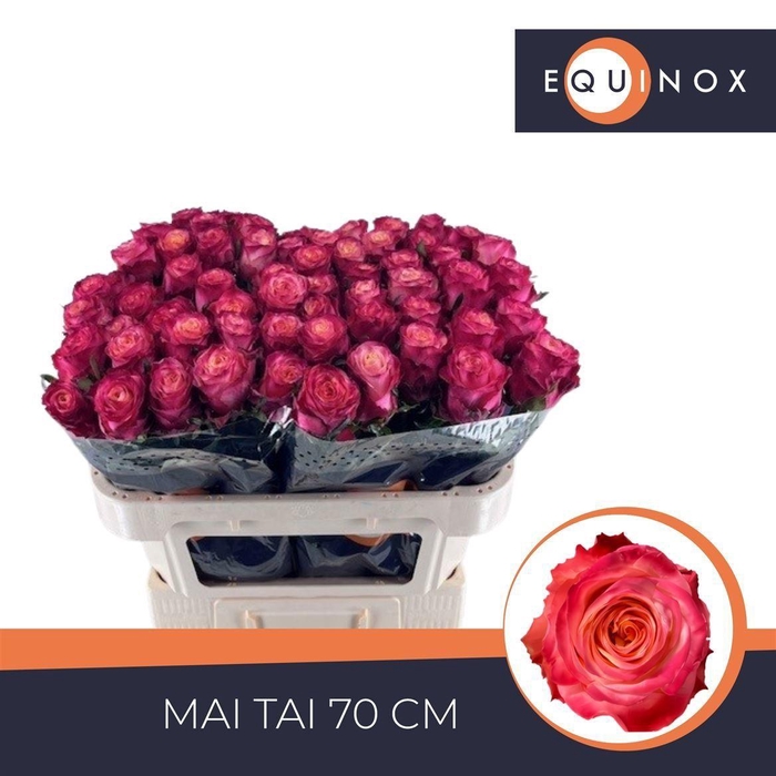 <h4>Rosa a grande fleur Mai Tai</h4>