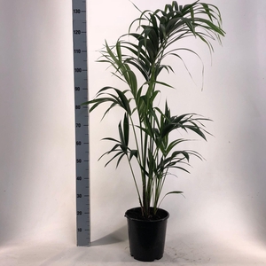 KENTIA - P24 H140 - 5PP - EcoLine (Howea forsteriana