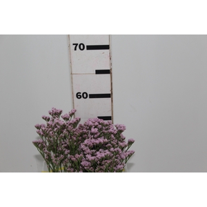 LIMONIUM KLARA SILVERY 060 CM PINK